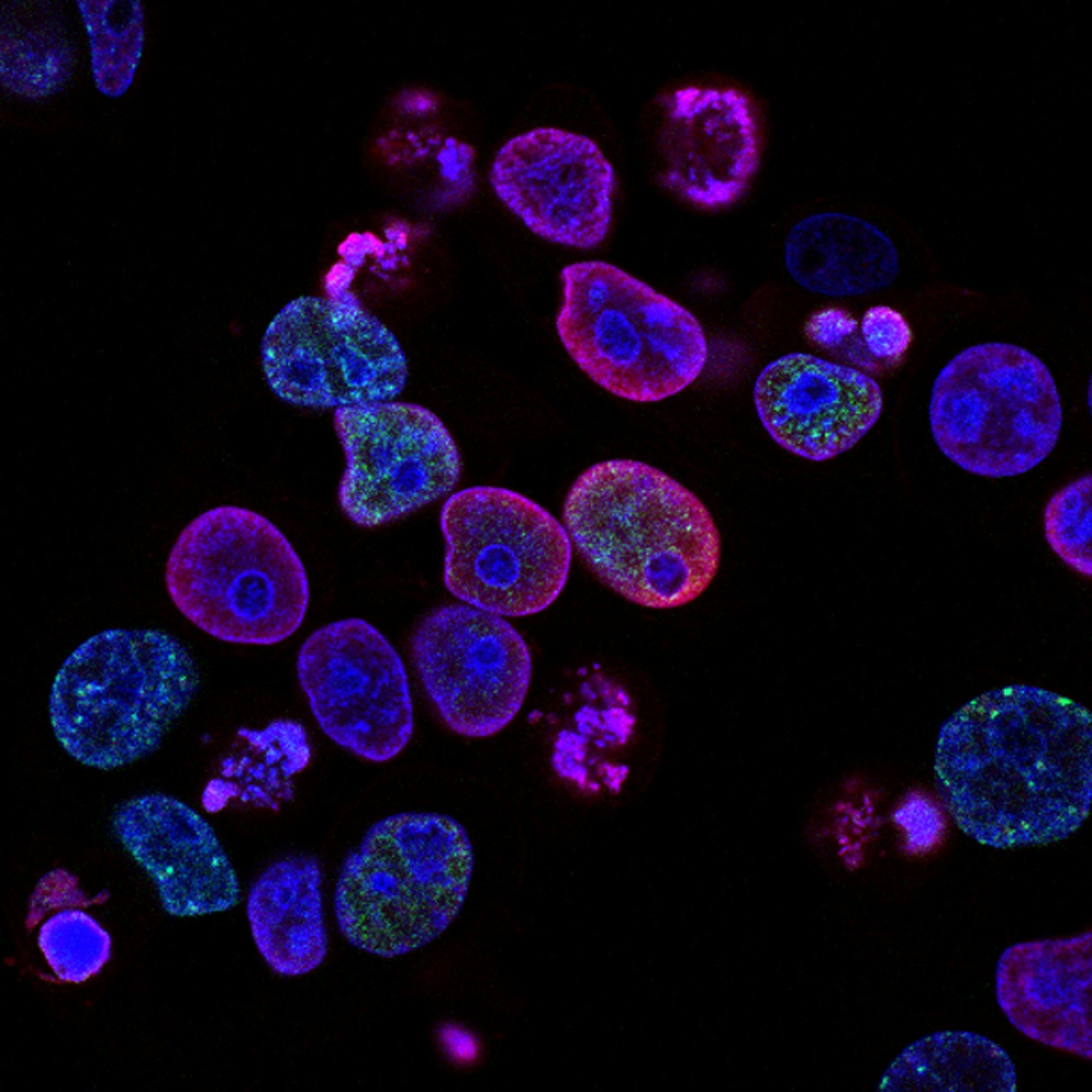 Cellular therapy and molecular biology visualization